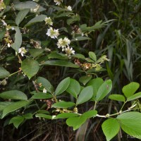 Dendrolobium triangulare (Retz.) Schindl.